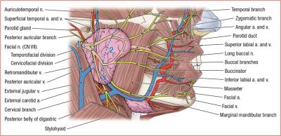 thumbs/Parotid Region.jpeg.jpg